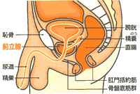prostate_anatomy.gif